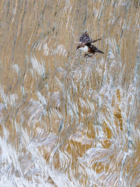 GDT Nature Photographer of the Year 2025: Konrad Wothe Wins