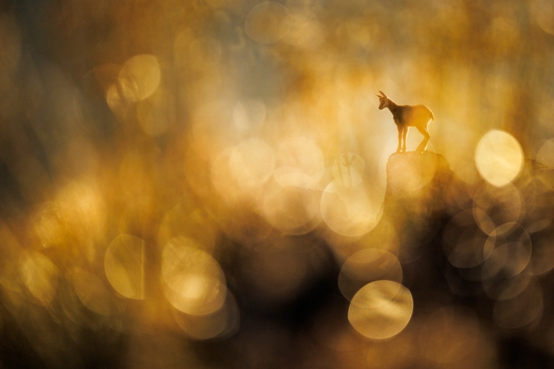 GDT Nature Photographer of the Year 2025: Konrad Wothe Wins