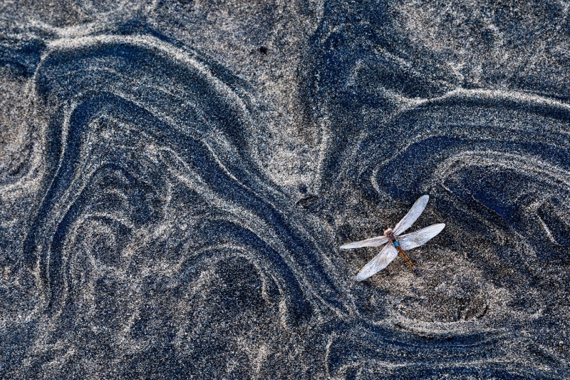 GDT Nature Photographer of the Year 2025: Konrad Wothe Wins