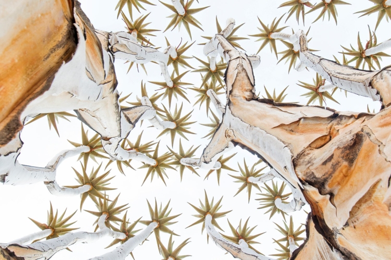 GDT Nature Photographer of the Year 2025: Konrad Wothe Wins