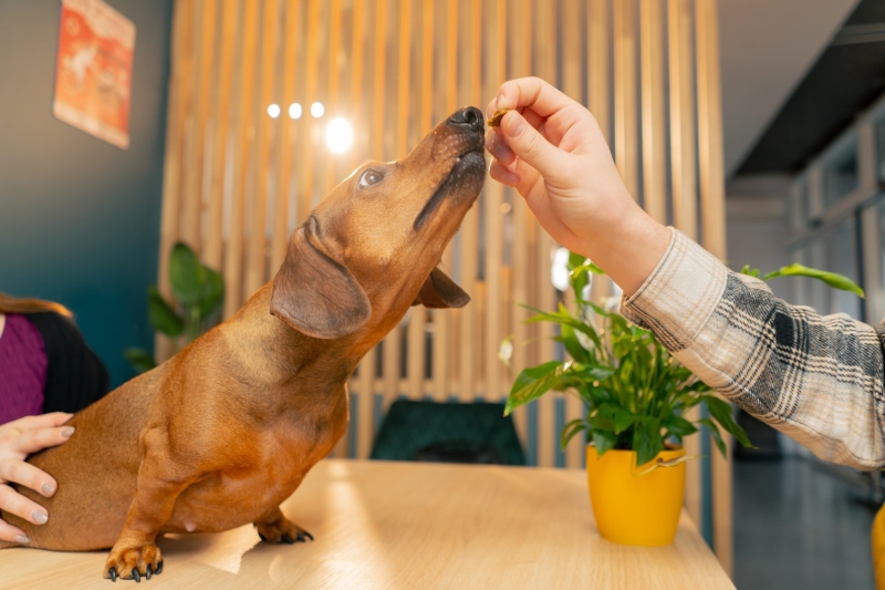 Dog Photography Tips for PAWesome Dog Photos