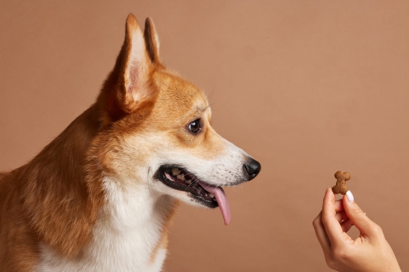 Dog Photography Tips for PAWesome Dog Photos