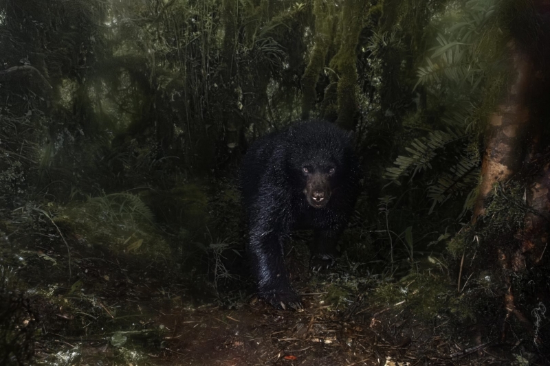 Environmental Photographer of the Year 2025 Winners Announced