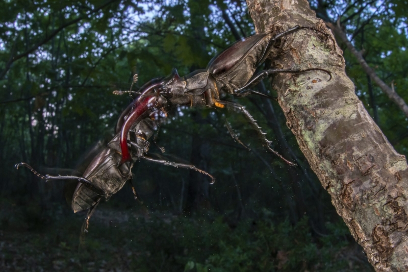 Environmental Photographer of the Year 2025 Winners Announced