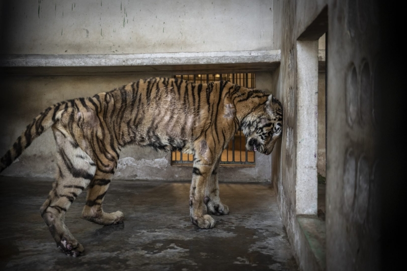 Environmental Photographer of the Year 2025 Winners Announced