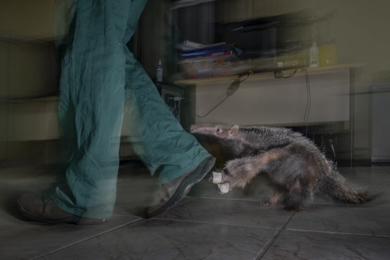 Environmental Photographer of the Year 2025 Winners Announced