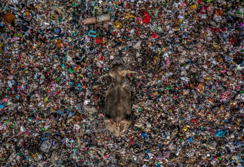 Environmental Photographer of the Year 2025 Winners Announced