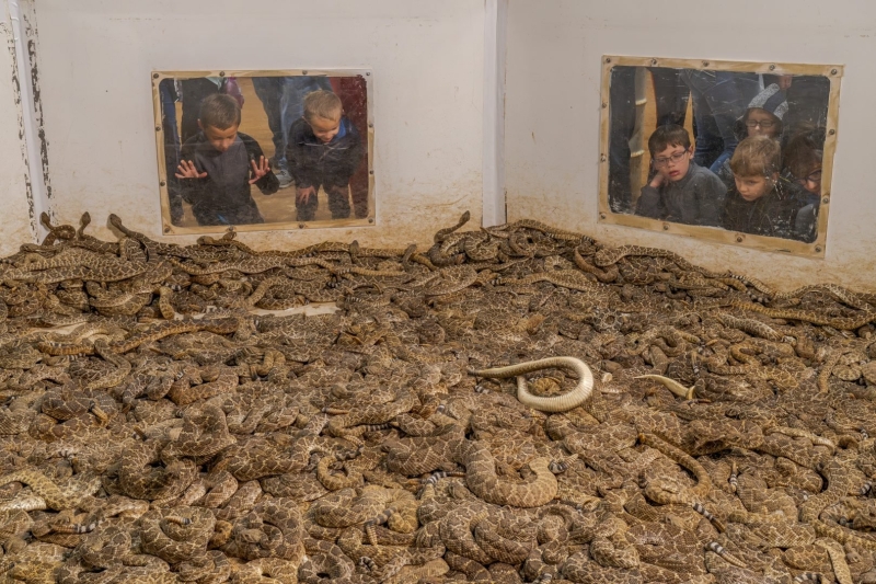 Environmental Photographer of the Year 2025 Winners Announced