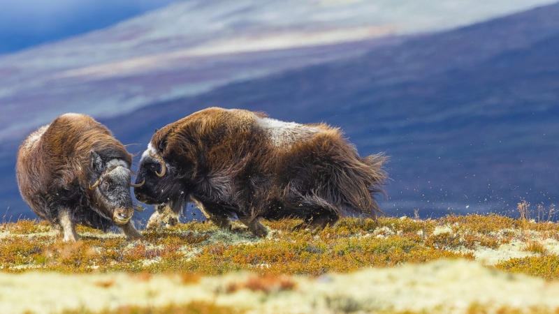 Environmental Photographer of the Year 2025 Winners Announced