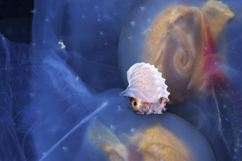 Environmental Photographer of the Year 2025 Winners Announced