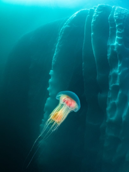 Environmental Photographer of the Year 2025 Winners Announced