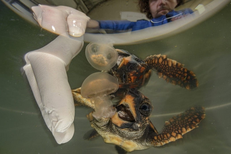 Environmental Photographer of the Year 2025 Winners Announced