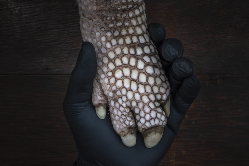Environmental Photographer of the Year 2025 Winners Announced