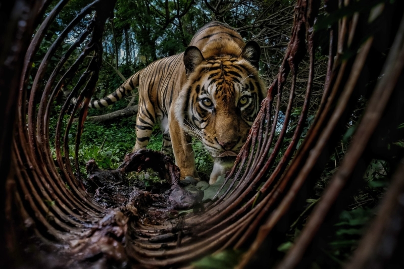 Environmental Photographer of the Year 2025 Winners Announced