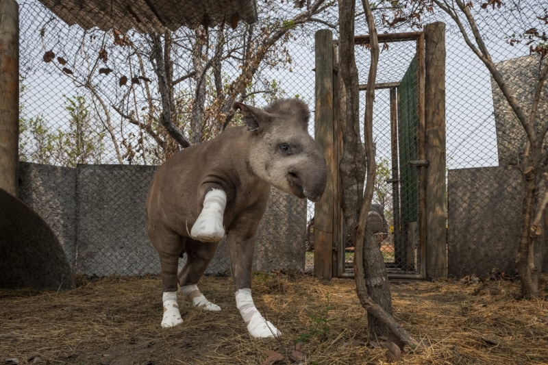 Environmental Photographer of the Year 2025 Winners Announced