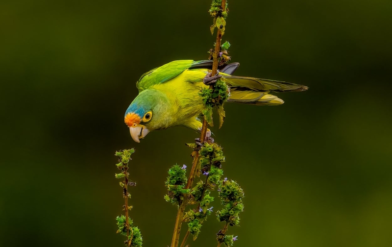 From the Catwalk to Jungles: This Photographer Switched From Shooting Fashion to Tropical Birds