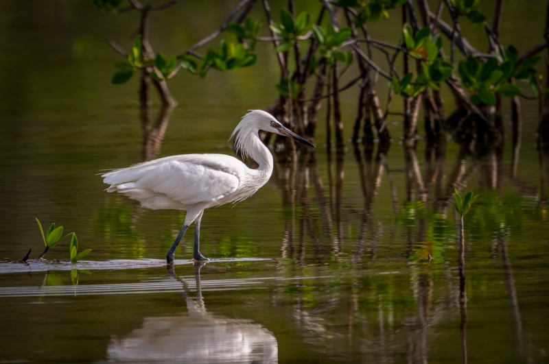 From the Catwalk to Jungles: This Photographer Switched From Shooting Fashion to Tropical Birds