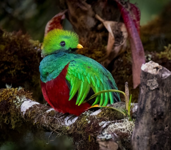 From the Catwalk to Jungles: This Photographer Switched From Shooting Fashion to Tropical Birds