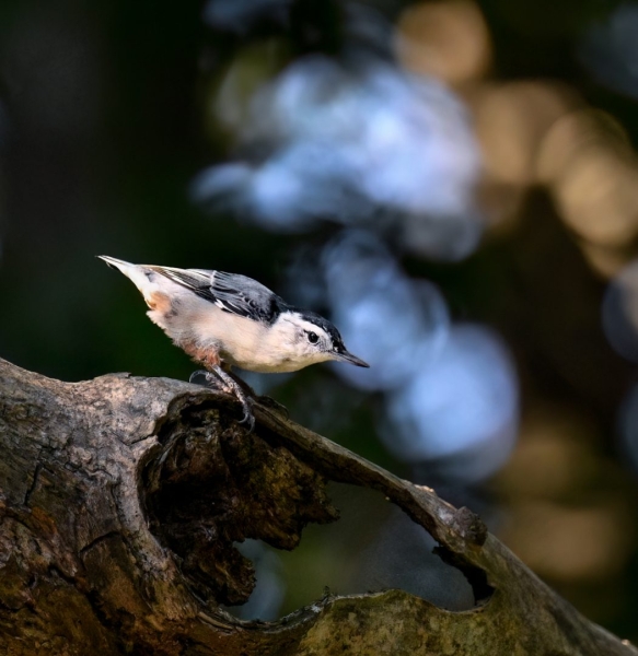 From the Catwalk to Jungles: This Photographer Switched From Shooting Fashion to Tropical Birds