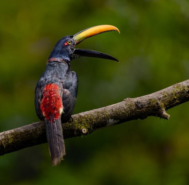 From the Catwalk to Jungles: This Photographer Switched From Shooting Fashion to Tropical Birds