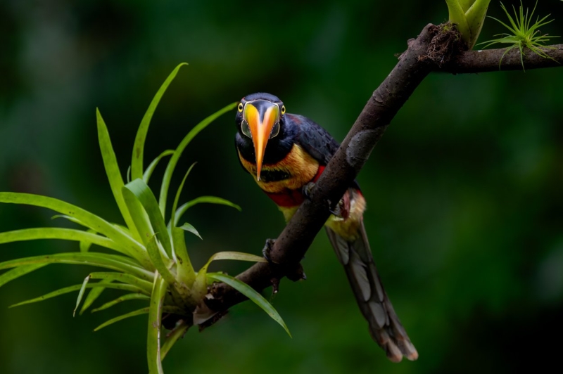 From the Catwalk to Jungles: This Photographer Switched From Shooting Fashion to Tropical Birds
