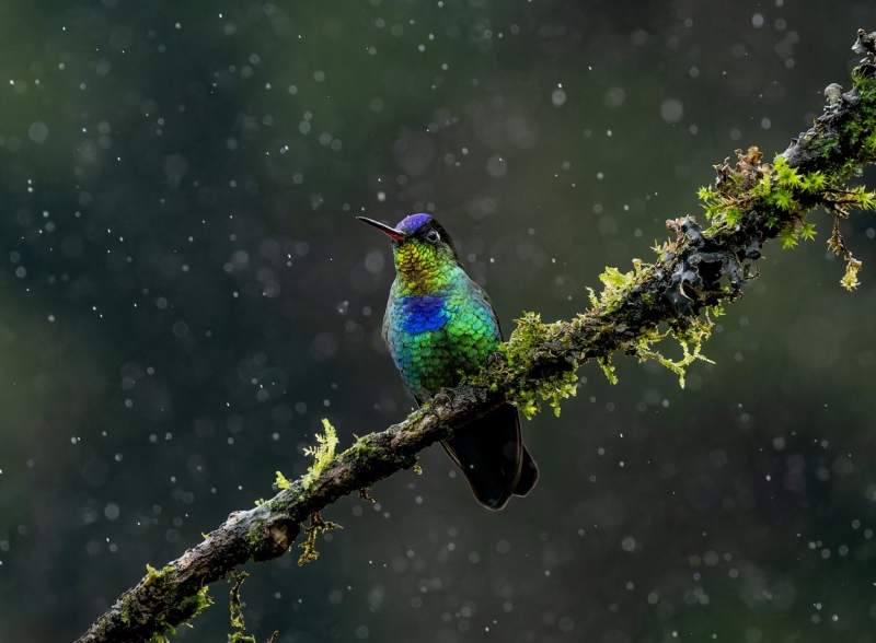 From the Catwalk to Jungles: This Photographer Switched From Shooting Fashion to Tropical Birds