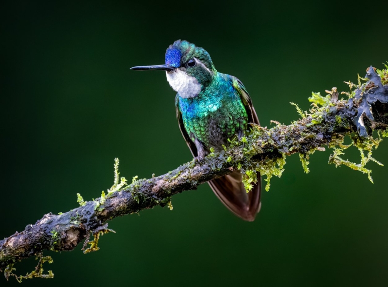 From the Catwalk to Jungles: This Photographer Switched From Shooting Fashion to Tropical Birds