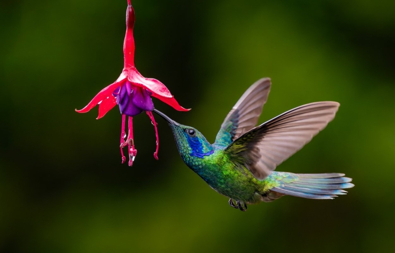 From the Catwalk to Jungles: This Photographer Switched From Shooting Fashion to Tropical Birds