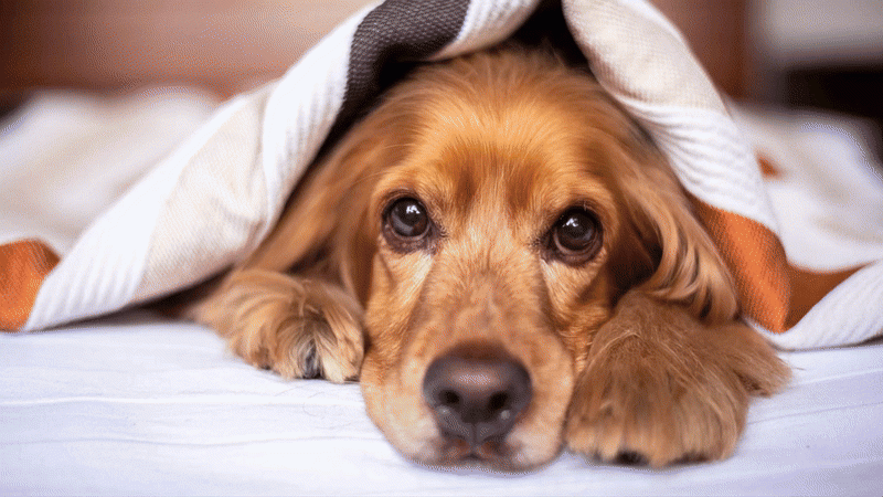 Cartoonize My Dog: Turn Pets into Cartoon with AI [Online + App]