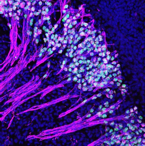 Endocrine Images Art Competition Celebrates Stunning Intersection of Science and Art