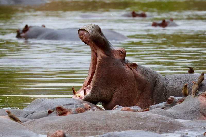 The Ultimate Wildlife Photography Guide: Gear, Tips & Ethics