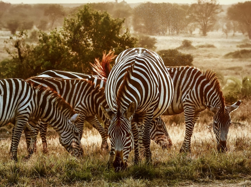 The Ultimate Wildlife Photography Guide: Gear, Tips & Ethics