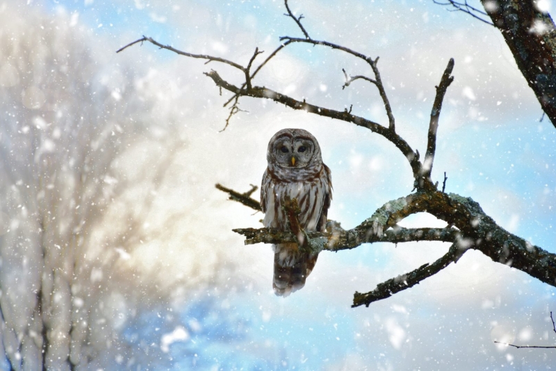 The Ultimate Wildlife Photography Guide: Gear, Tips & Ethics