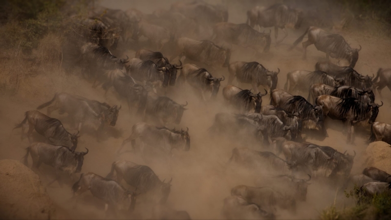 The Ultimate Wildlife Photography Guide: Gear, Tips & Ethics