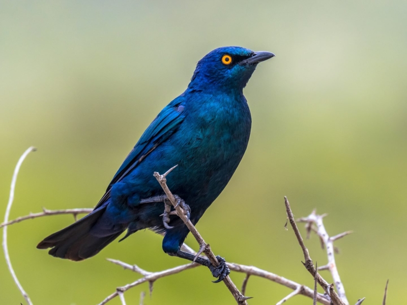 The Ultimate Wildlife Photography Guide: Gear, Tips & Ethics