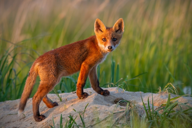The Ultimate Wildlife Photography Guide: Gear, Tips & Ethics
