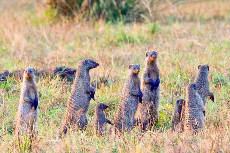 The Ultimate Wildlife Photography Guide: Gear, Tips & Ethics