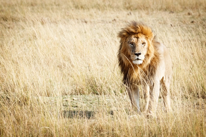 The Ultimate Wildlife Photography Guide: Gear, Tips & Ethics