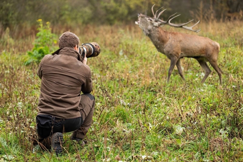 The Ultimate Wildlife Photography Guide: Gear, Tips & Ethics