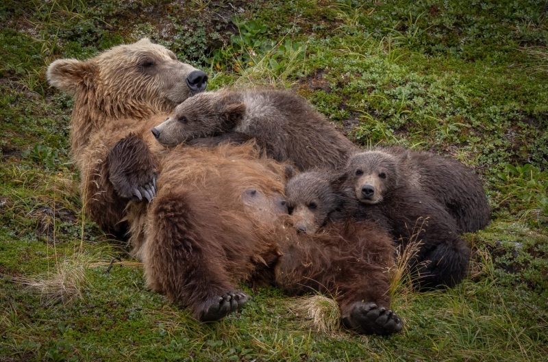 The Ultimate Wildlife Photography Guide: Gear, Tips & Ethics