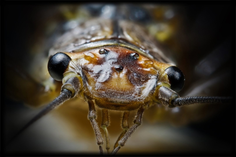 The Ultimate Wildlife Photography Guide: Gear, Tips & Ethics