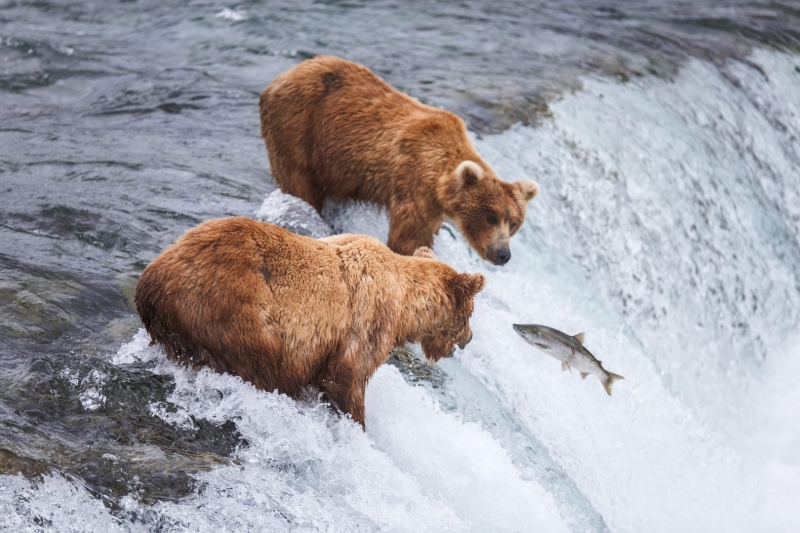 The Ultimate Wildlife Photography Guide: Gear, Tips & Ethics