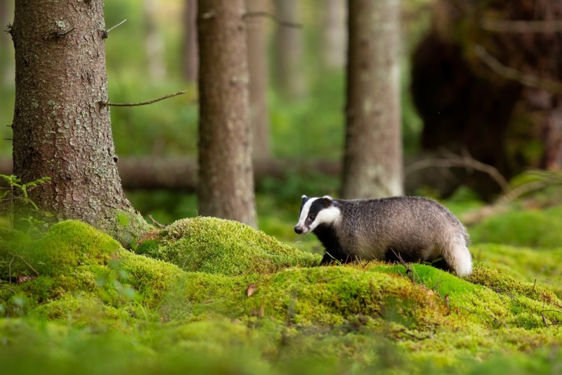 The Ultimate Wildlife Photography Guide: Gear, Tips & Ethics