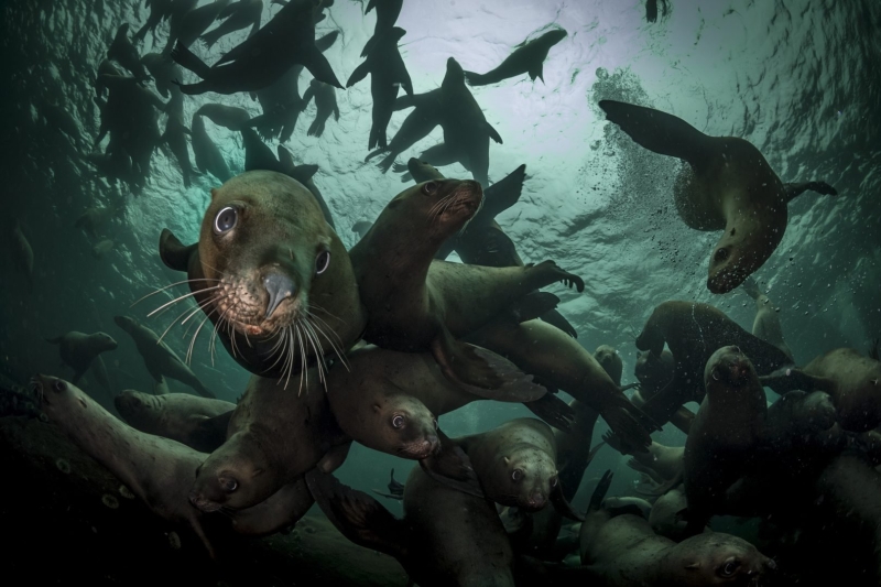 The Ultimate Wildlife Photography Guide: Gear, Tips & Ethics
