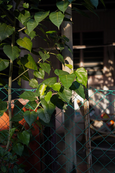 We Review the Viltrox AF 50mm f/2.0 Air Lens for Sony FE Mount