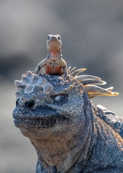 Wildlife Photography Meets Comedy: Funniest 2025 Shots so Far