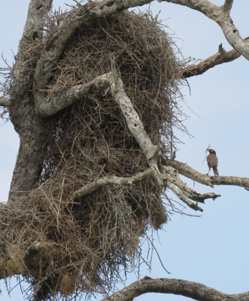 Wildlife Photography Meets Comedy: Funniest 2025 Shots so Far
