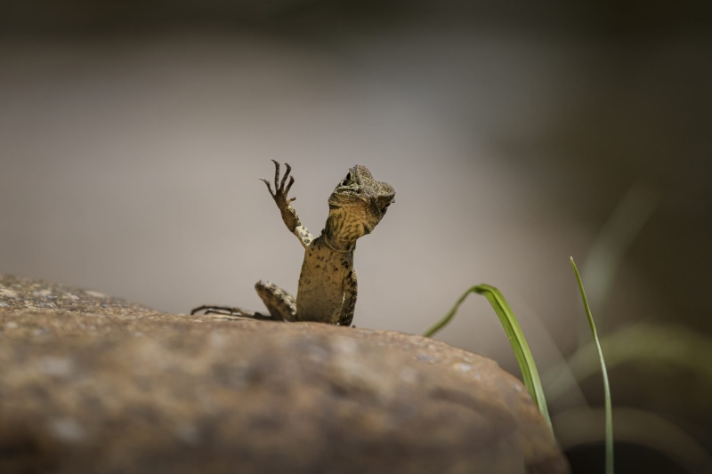 Wildlife Photography Meets Comedy: Funniest 2025 Shots so Far