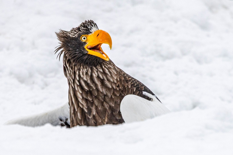 Wildlife Photography Meets Comedy: Funniest 2025 Shots so Far