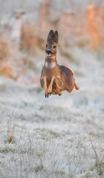 Wildlife Photography Meets Comedy: Funniest 2025 Shots so Far